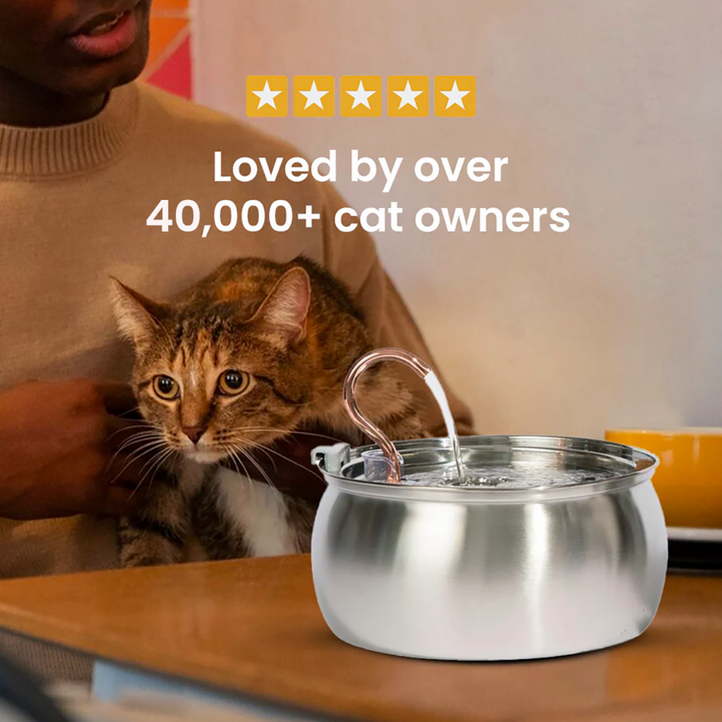 Big Cat Family Bundle