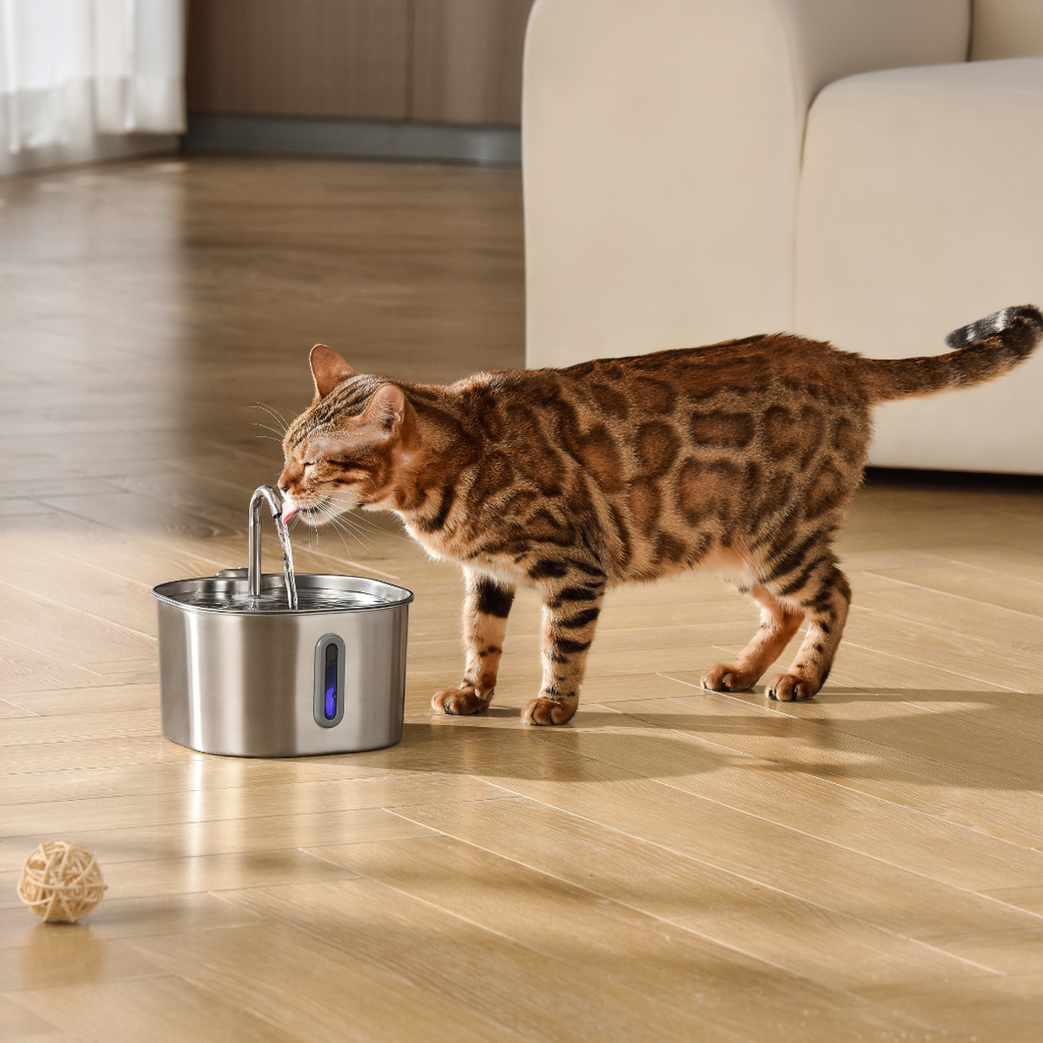 The KittySpout™ - 2.2L Big Cat Family Bundle