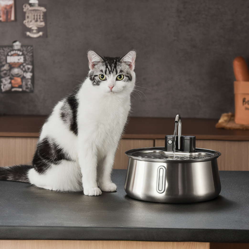 Wireless 2.0 Purrr-fect KittySpout Kit