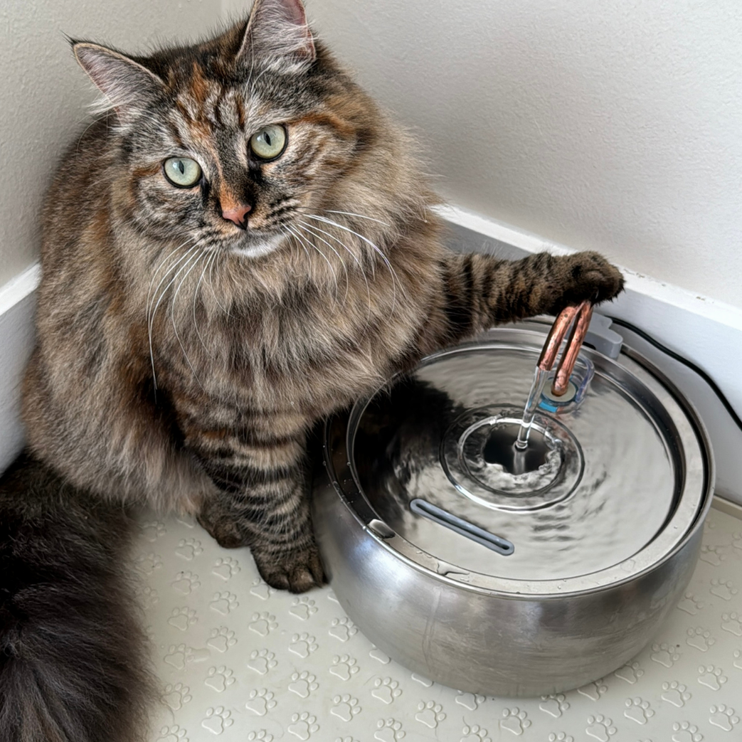 The KittySpout™ - Water Spout